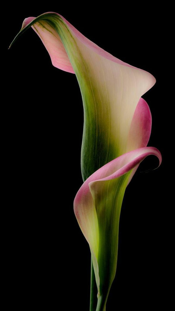 Pictures of calla lilies | Same Energy